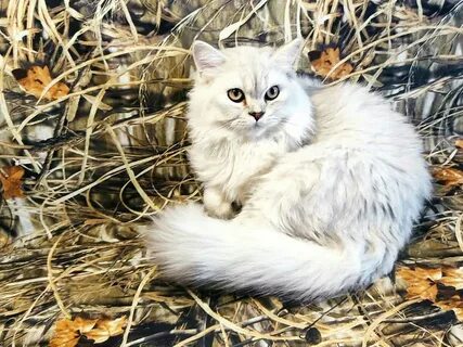 Шиншилла длинношерстная