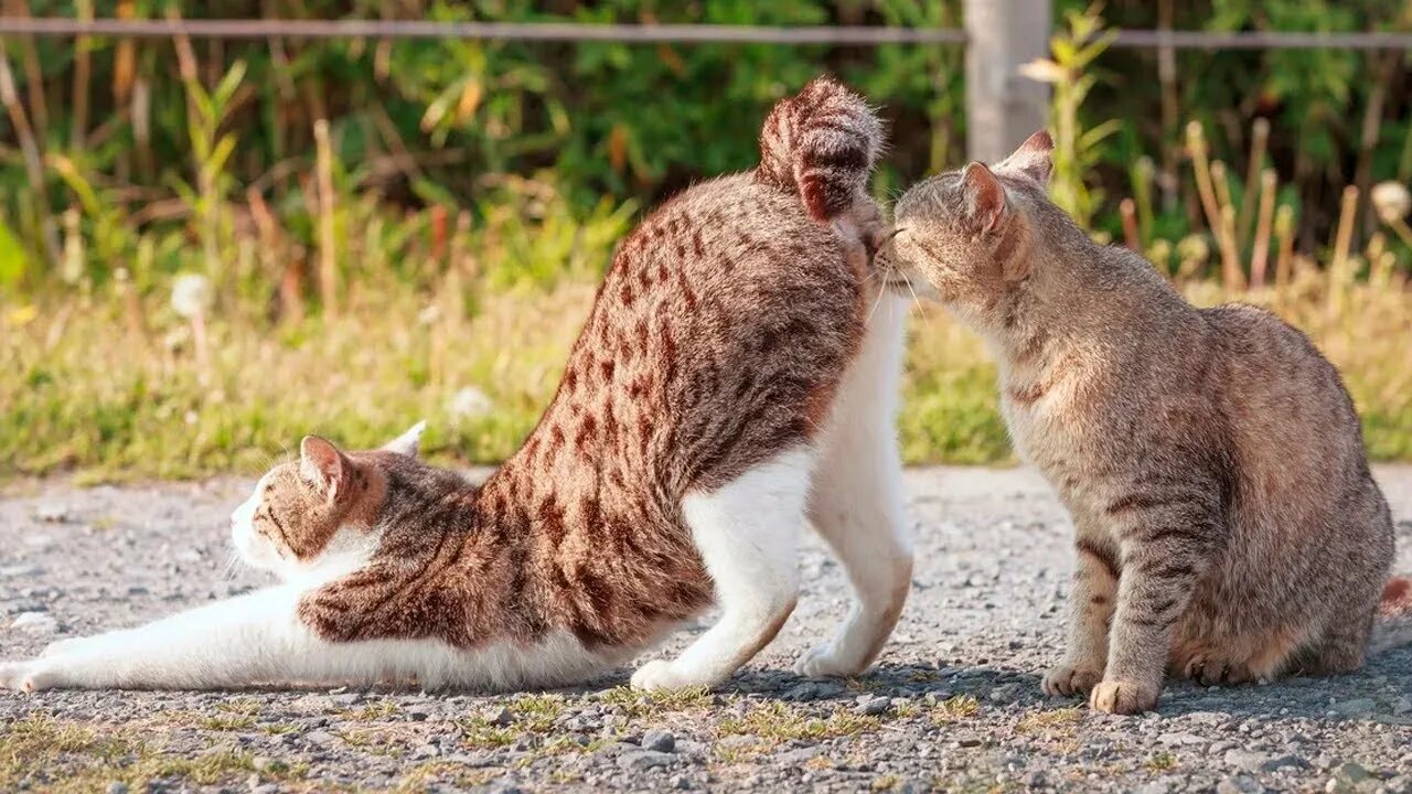 Кошка лижет под хвостом. Котики смешные. Приколы про кошек. Смешные картинки с котами. Кот вылизывается.