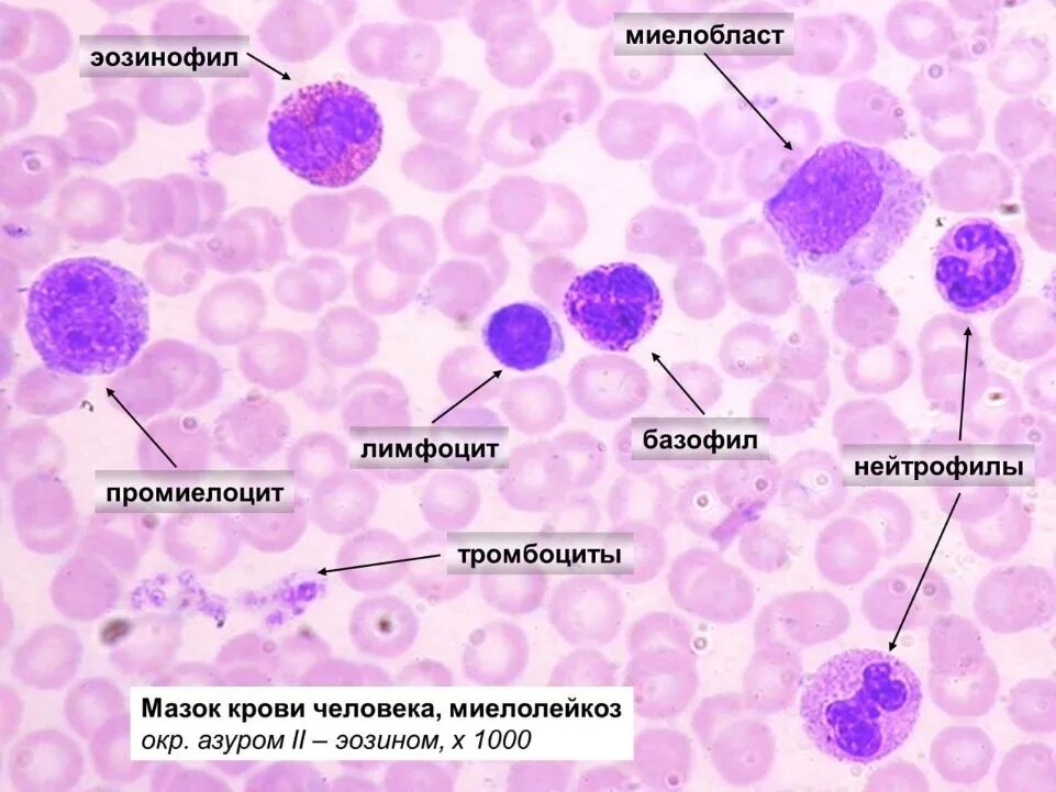 Окраска ядер клеток