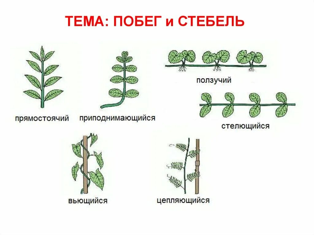 Прямостоящие побеги стебля. Типы стеблей растений. Типы побегов у растений. Прямостоячие побеги приподнимающиеся побеги.