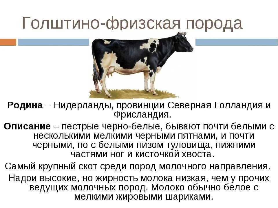 Содержание порода. Телята голштино фризской породы. голштинская порода коров характеристика. молочная продуктивность голштинской породы коров. голштинская порода крс характеристика.