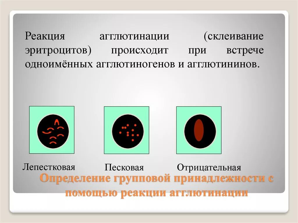 Агглютинация это склеивание эритроцитов. Реакция агглютинации происходит при взаимодействии. Реакция склеивания эритроцитов. Реакция агглютинации эритроцитов