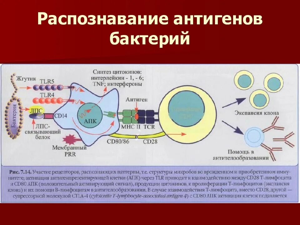 Распознавание вирусного антигена. Схема действия т лимфоцитов. Т хелперы лимфоциты распознают. Антигены лимфоцитов. Действия лимфоцитов