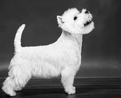 White вайт