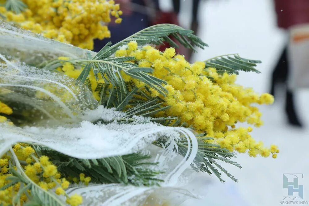 Весенние цветы Мимоза. Мимоза и первоцветы. Февральская Мимоза. Ставить ли букет мимозы в воду