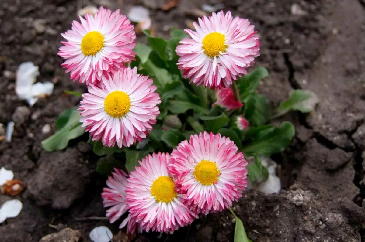 Маргаритка многолетняя выращивание. Маргаритка Bellis perennis. Маргаритка махровая Монтероза. Маргаритка многолетняя. Bellis perennis l. Маргаритка многолетняя.