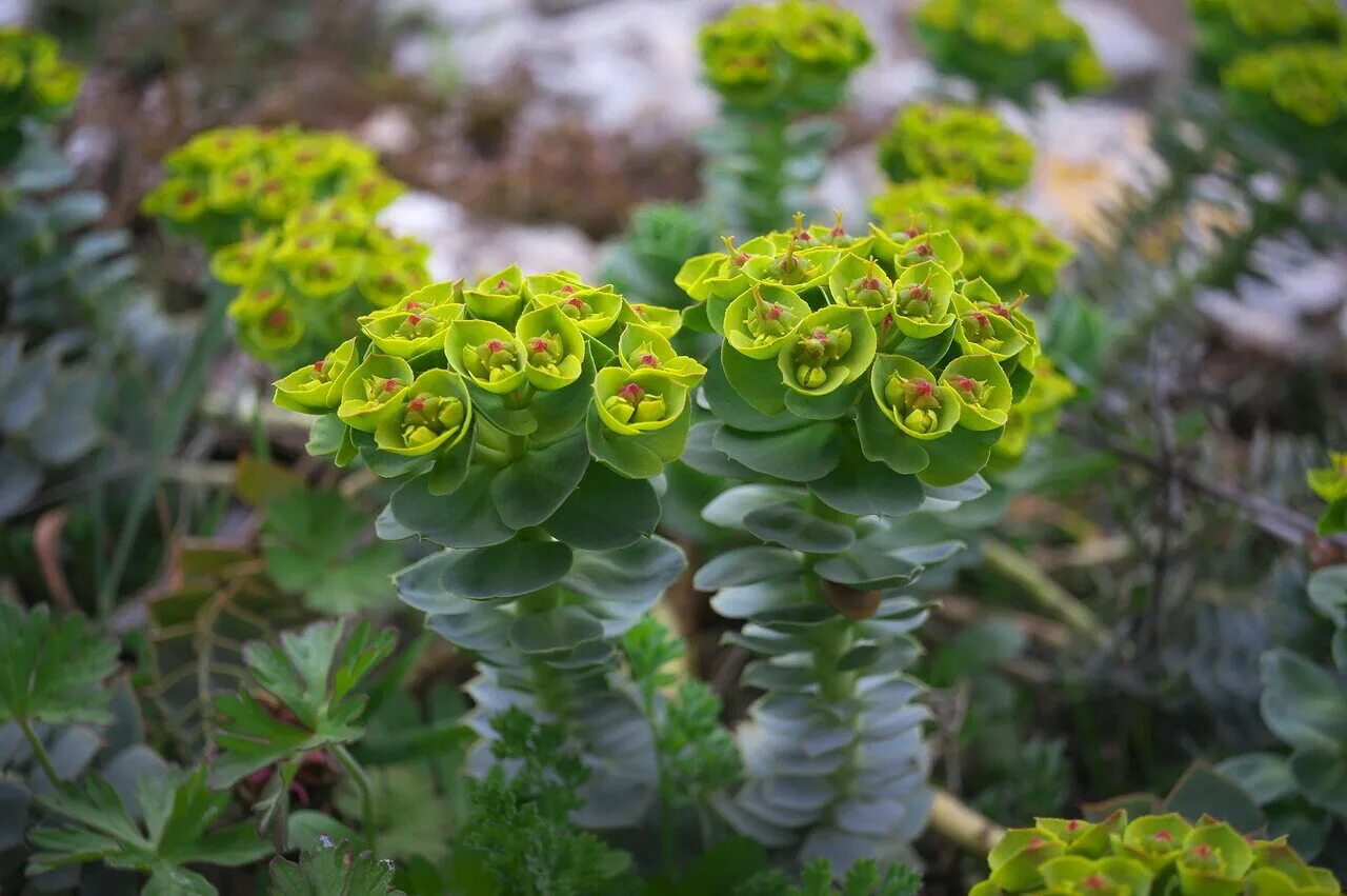 Молочай (Euphorbia). Молочай Палласа Фишера. Молочай миртолистный. Молочай Канарский Euphorbia canariensis.