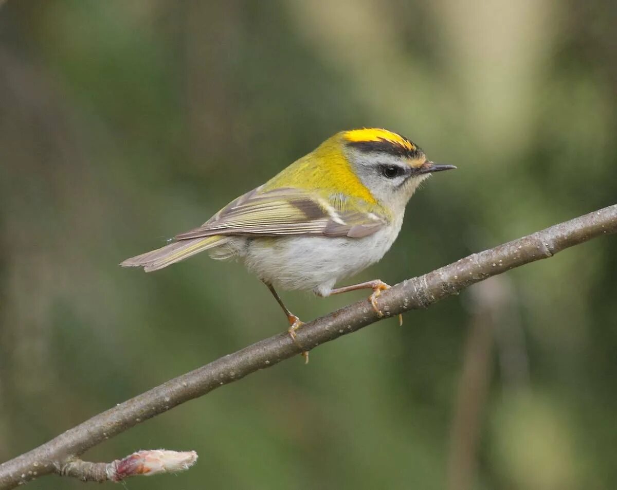 Желтоголовый королёк. Красноголовый и желтоголовый королек. Королек птичка содержание. Королек птичка певчая 1990. Королек - птичка певчая.