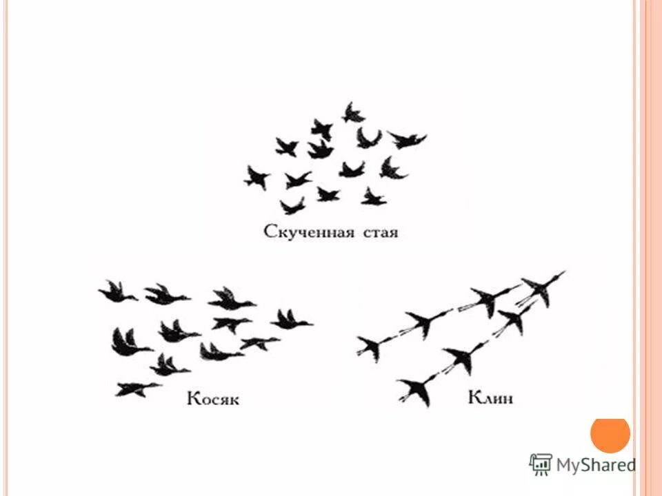 Типы стай. Стая птиц скученная. перелетные птицы схема. типы стай перелетных птиц.