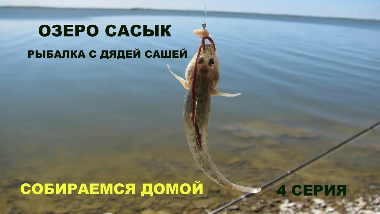 Озеро Сасык рыбалка. Озеро Сасык Крым рыбалка. Рыба в озере Сиваш. Сасык-Сиваш в Крыму рыбалка.