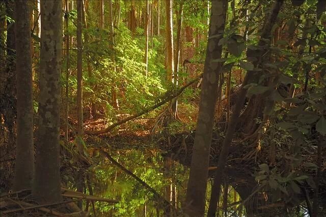 листопадные тропические леса. растения и животные муссонных лесов. животные муссонных лесов дальнего востока. муссонные смешанные леса растения. смешанные и широколиственные леса муссонные смешанные леса.