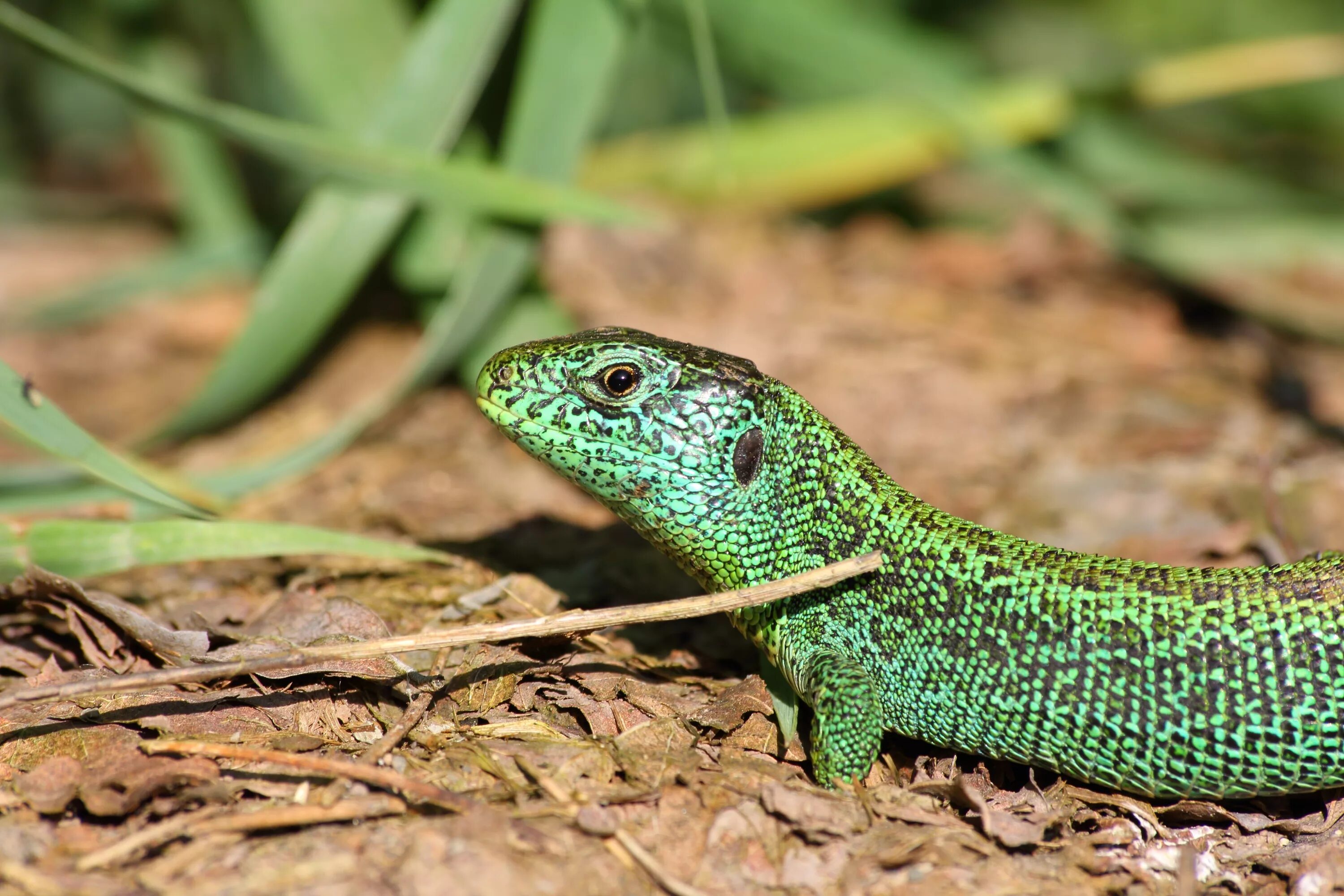 Содержание рептилий. Прыткая ящерица Lacerta Agilis. Ящерица прыткая (Lacerta Agilis Linnaeus). Террариум для прыткой ящерицы. Ящерица (Lacerta Agilis l.)..