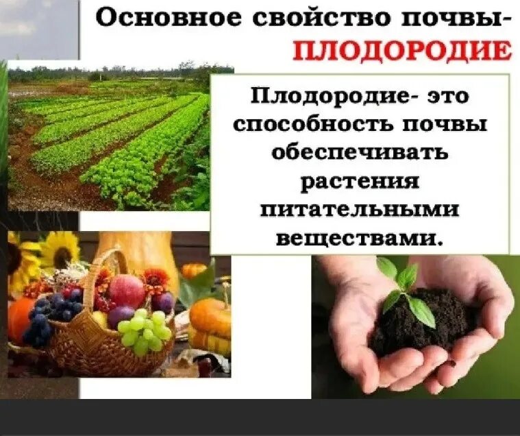 Основное свойство почвы. Основное свойство почвы плодородие. Основное качества почевы. Главное свойство почвы. Плодородие это свойство почвы которое