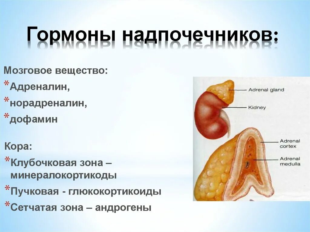 Что выделяют надпочечники. Гормоны коркового слоя коры надпочечников. Гормоны коры надпочечников адреналин. Гормоны мозгового слоя надпочечников функции. Гормоны сетчатой зоны надпочечников и их функции.