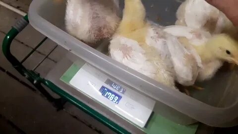 Видео бройлеров
