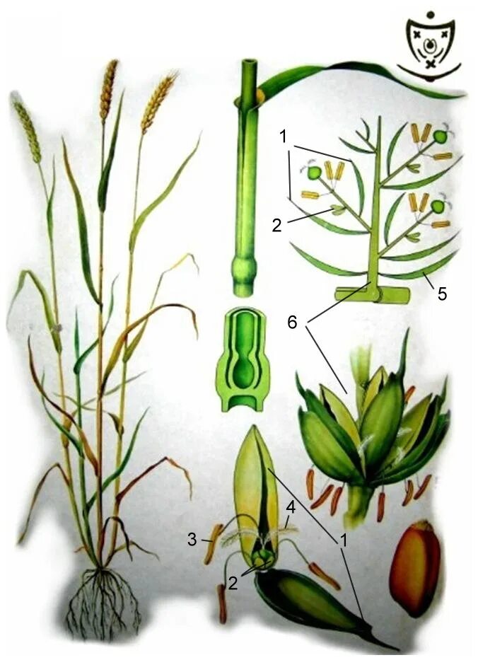 Органы злаковых. Стебель злаковых Соломина. Стебель пшеницы Соломина. Стебель-Соломина семейство. Семейство злаковые стебель Соломина.