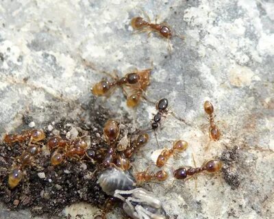 Solenopsis geminata
