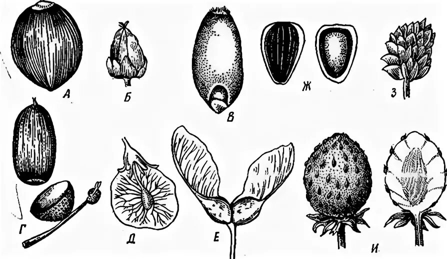 Околоплодник подсолнечника. Лещина строение плода. Лещина Зерновка,семянка,орех,Желудь.. Строение ореха лещины. Орех Желудь семянка Зерновка.