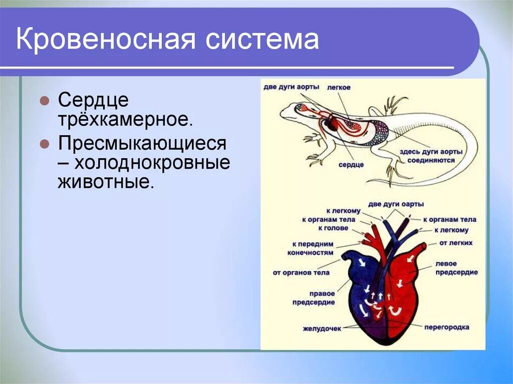 В сердце рептилий имеется. Трёхкамерное сердце и два круга кровообращения. Пресмыкающиеся кровеносная система 7 класс. Класс пресмыкающиеся строение кровеносной системы. Филогенез кровеносной системы пресмыкающихся.