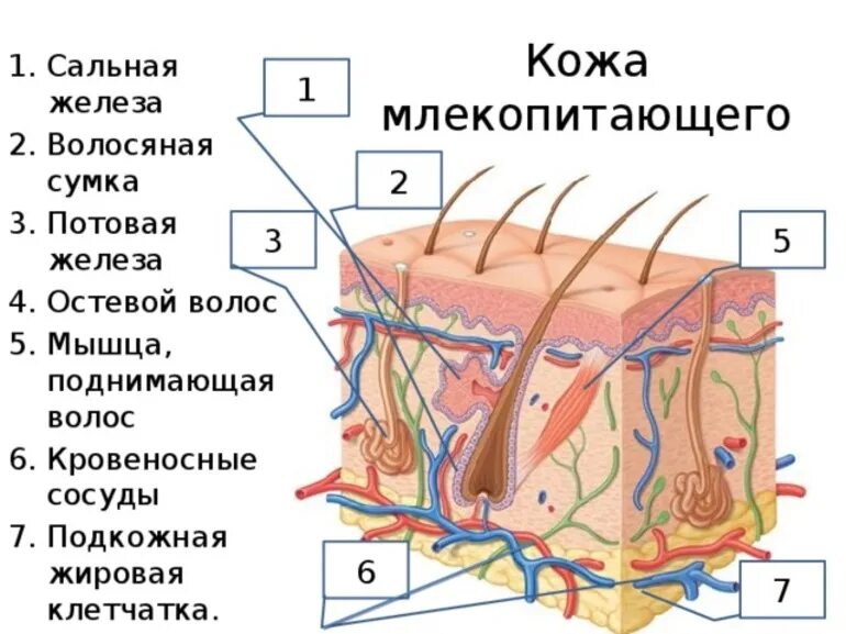 Какие функции выполняет образование кожи. Потовая железа слой кожи. Кожный Покров млекопитающих строение и функции. Строение кожи млекопитающих собственно кожа. Строение кожи млекопитающих 7 класс биология рисунок.