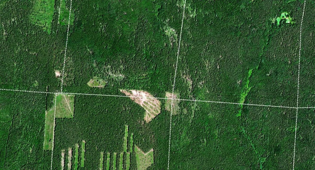 Снимки со спутника курган. Лес со спутника. Леса со спутника. Вырубка леса со спутника. Поля со спутника.