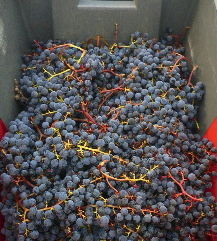 Мелотрия лианы. Огурец миранда f1 6 шт. Черный кишмиш вино. Томат черри марцано. Мелотрия мини-огурчик.