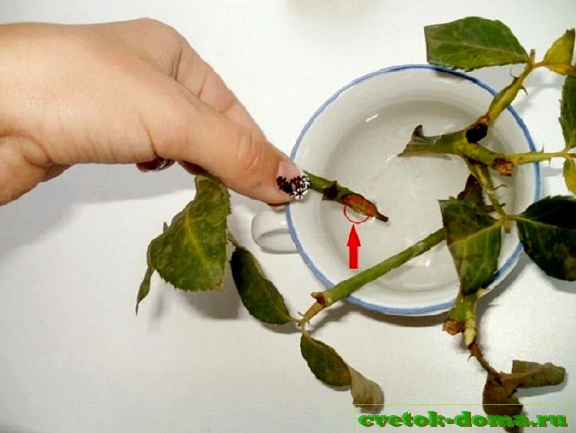 Черенок растения. Стеблевые черенки вегетативное размножение. Черенкование, посев. Вегетативное размножение древесные черенки. Размножение биология 6 класс черенкование.