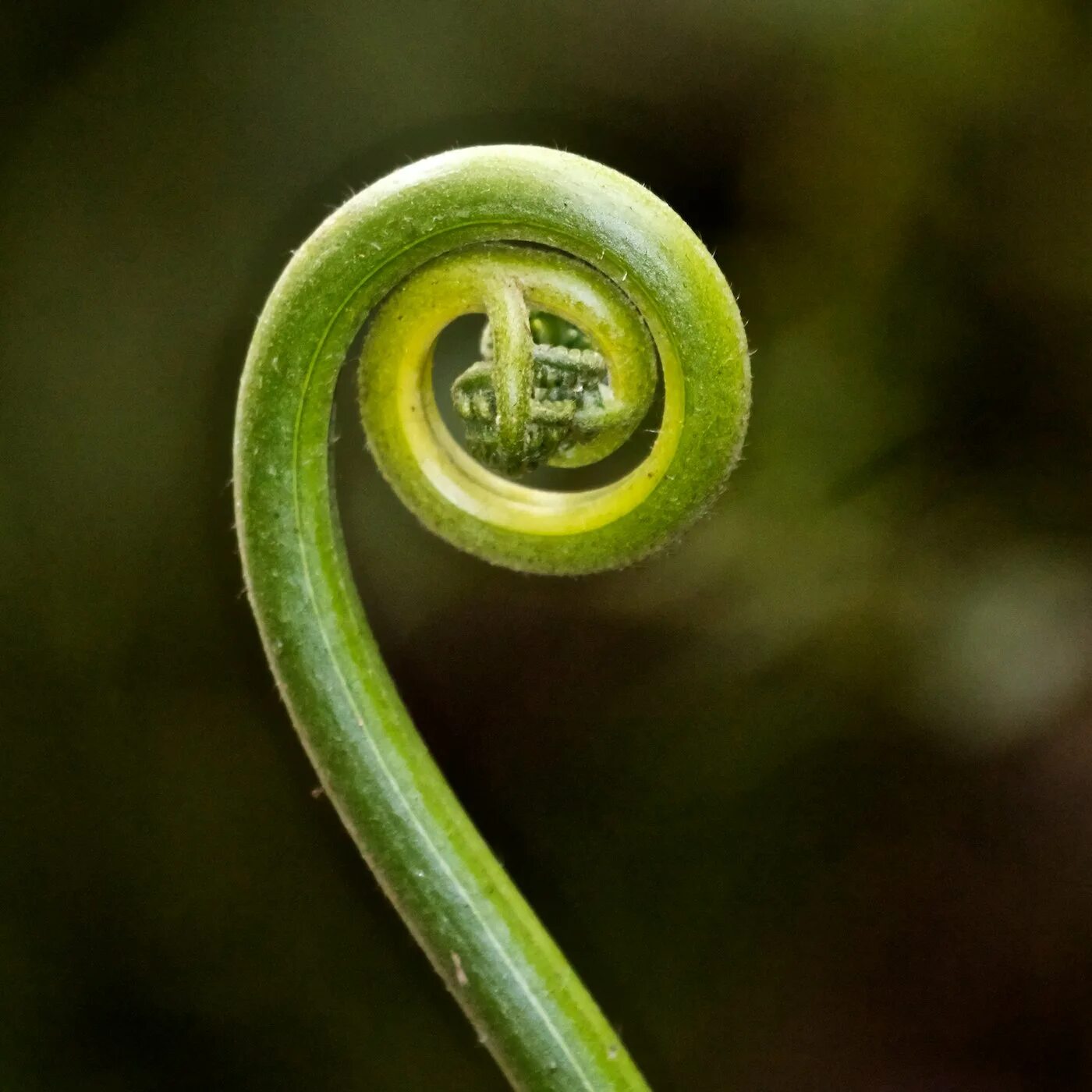 Золотая спираль спираль Фибоначчи. Спираль Фибоначчи в природе. Числа Фибоначчи спираль в природе. Числа Фибоначчи в растениях.