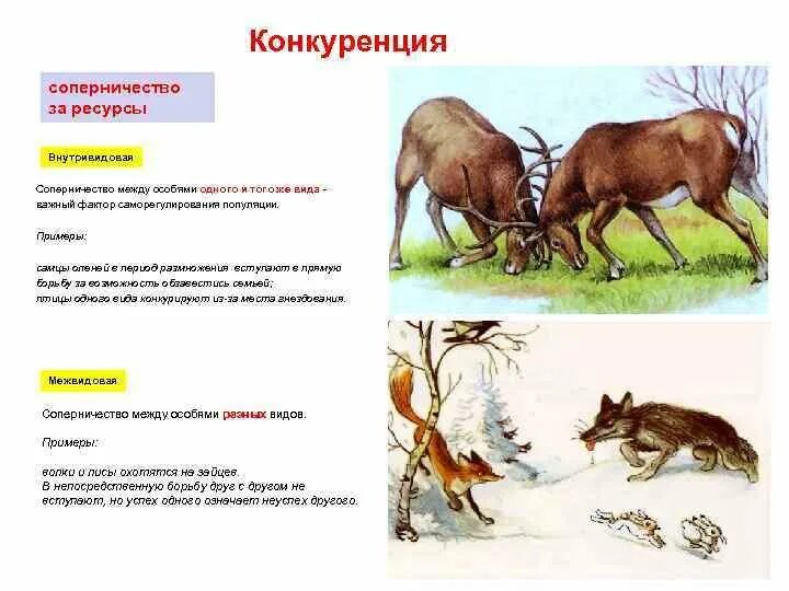 Взаимодействие популяций рыси и зайца. Взаимодействие популяций рыси и зайца