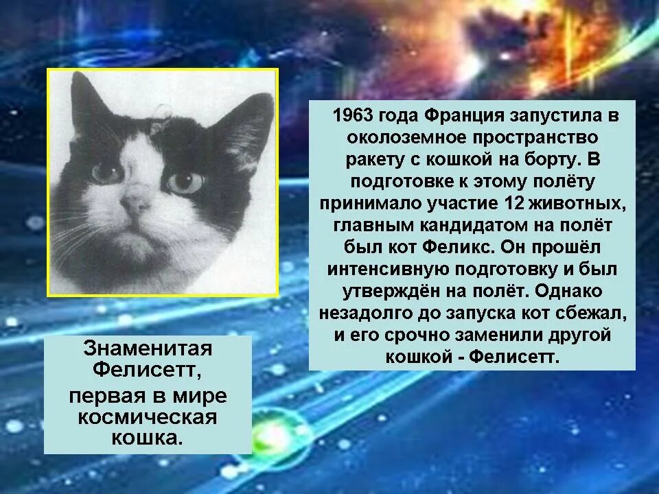 Фелисетт первая кошка. Первая кошка космонавт Фелисетт. Кот Фелисетт в космосе. Кошка Фелисетт которая летала в космос. 1 кошка в космосе