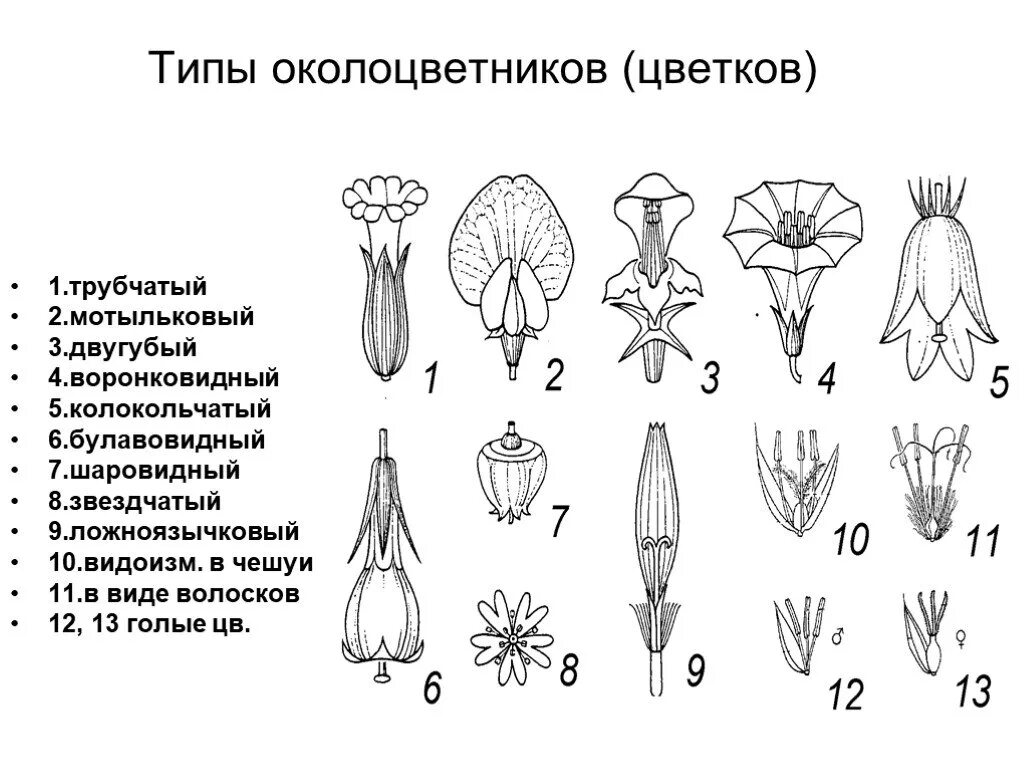 Типы цветков и околоцветников. Типы околоцветников растений. Типы спайнолепестного венчика. Строение цветка мотылькового типа. Трубчатых воронковидных цветков