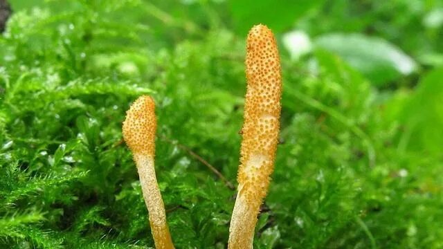 Scale Insect Cordyceps, Cordyceps fungus, Fungi