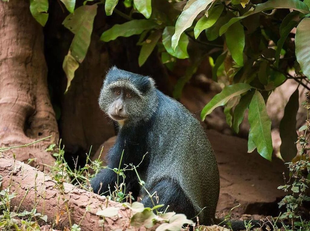 Голубая обезьяна. Мартышка Мона[1] (лат. Cercopithecus Mona). Коронованная мартышка. Синяя обезьяна. Голубая мартышка.