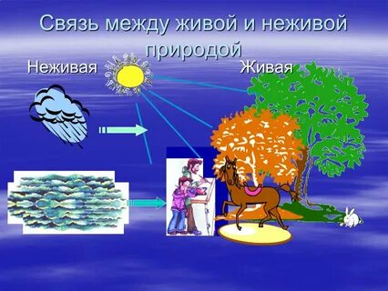 Связь между живой и неживой природой