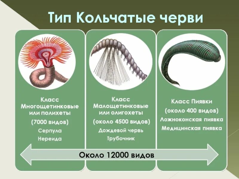 Тип кольчатые представители. Кольчатые черви метамерия. классификация кольчатых червей. тип кольчатые черви 7 класс биология. классификация типа кольчатых червей.