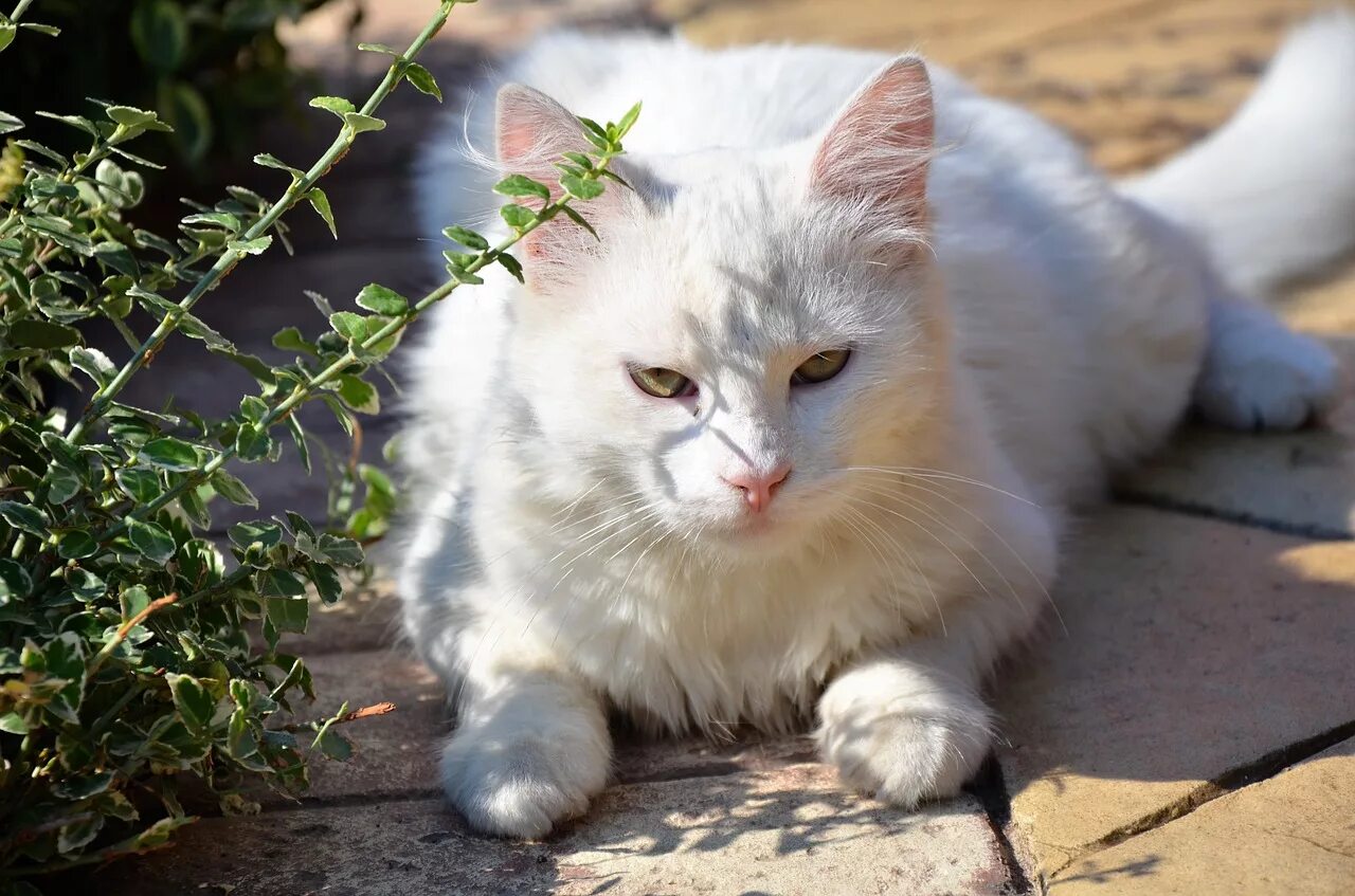 Beautiful White Cat Black cat breeds, Cat breeds, White cat breeds