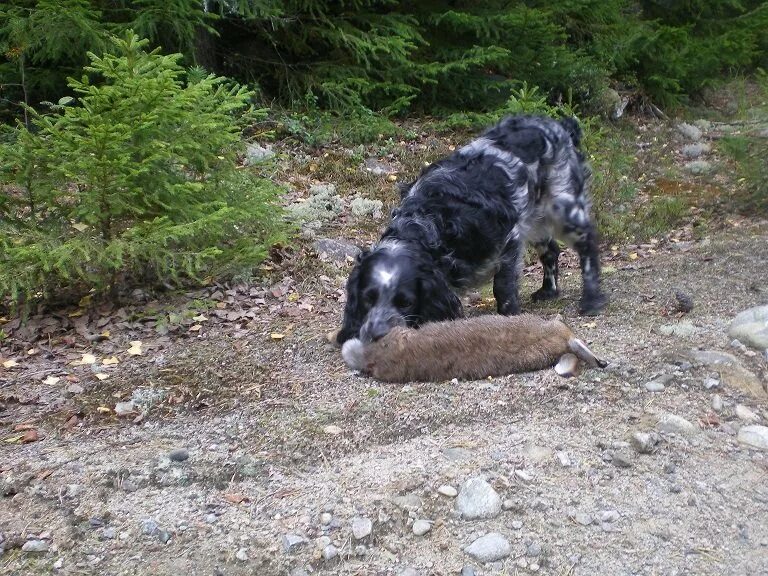 русский охотничий спаниель с добычей. охота спаниелем зайца. русский охотничий спаниель на охоте. кокер спаниель на охоте. собака на охоте.
