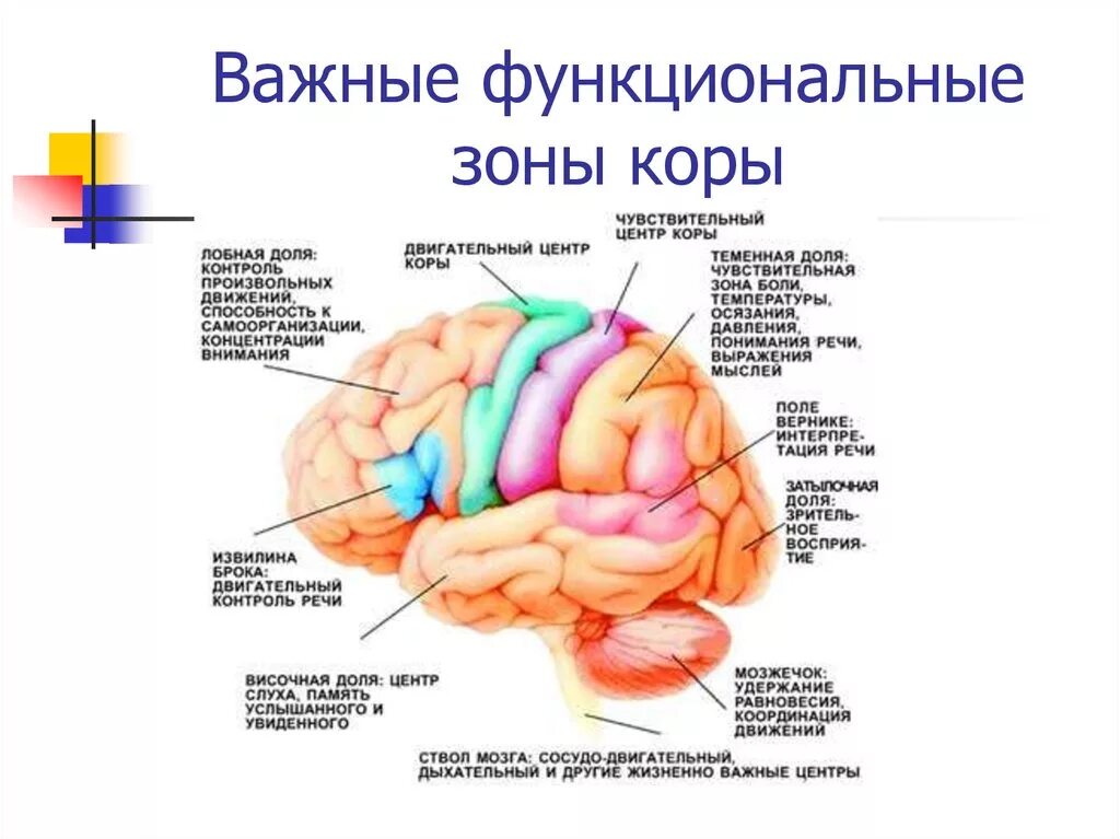 Функциональные зоны и доли коры головного мозга. Локализация ядер анализаторов в коре головного мозга. Функции основных зон большого мозга.