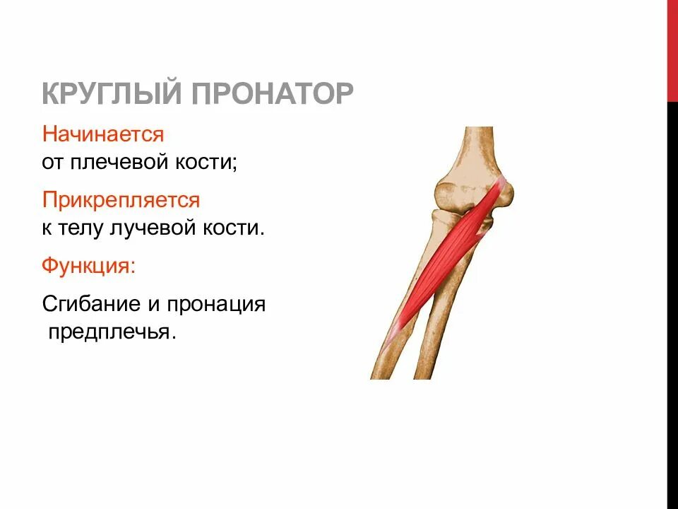Круглый пронатор мышца предплечья. Круглый пронатор мышца предплечья. Круглый пронатор мышца функции. Круглый пронатор мышца начало и прикрепление. Круглый пронатор предплечья.