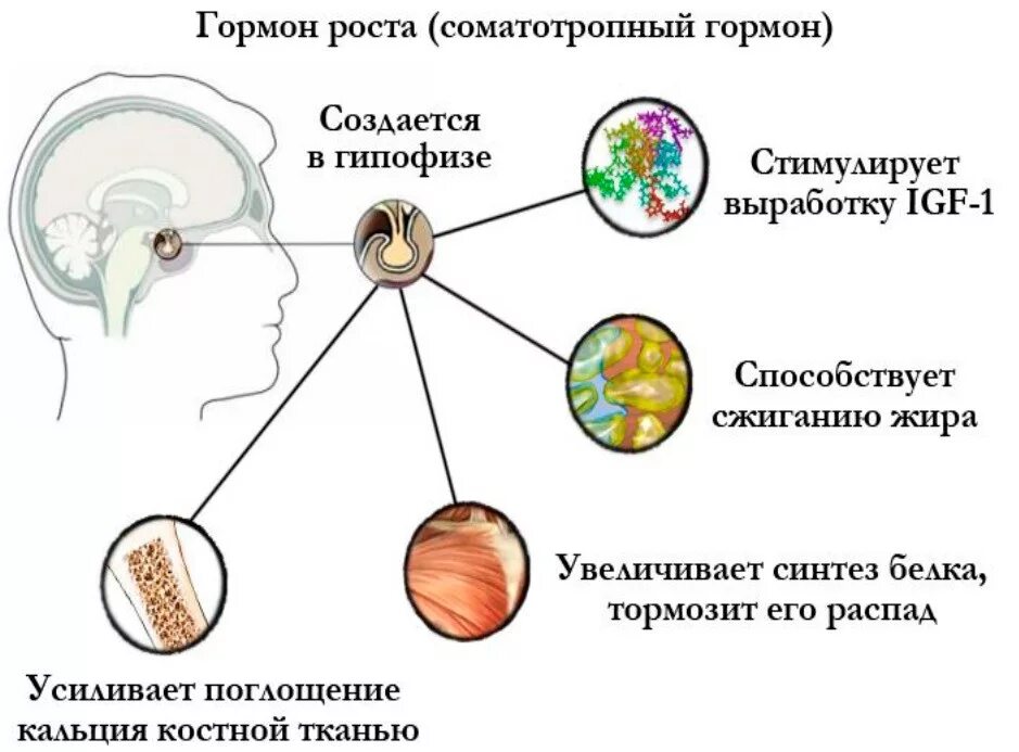 Орган вырабатывающий гормон роста. Соматотропин функции гормона. Соматотропный гормон (гормон роста) секретируется. Выработка гормона роста.