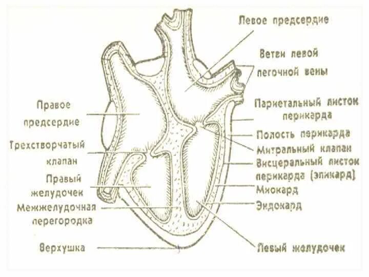 Строение левого предсердия. Левое предсердие схема. Правое предсердие и правый желудочек. Трехстворчатый клапан у лошади. Дайте характеристику строения левому предсердию..