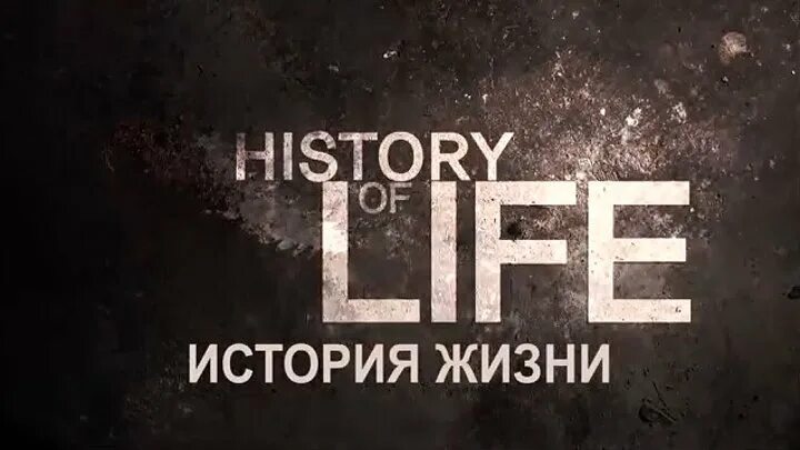 True life story. Истории из жизни надпись. Истории из жизни. История жизни надпись. History of Life группа.