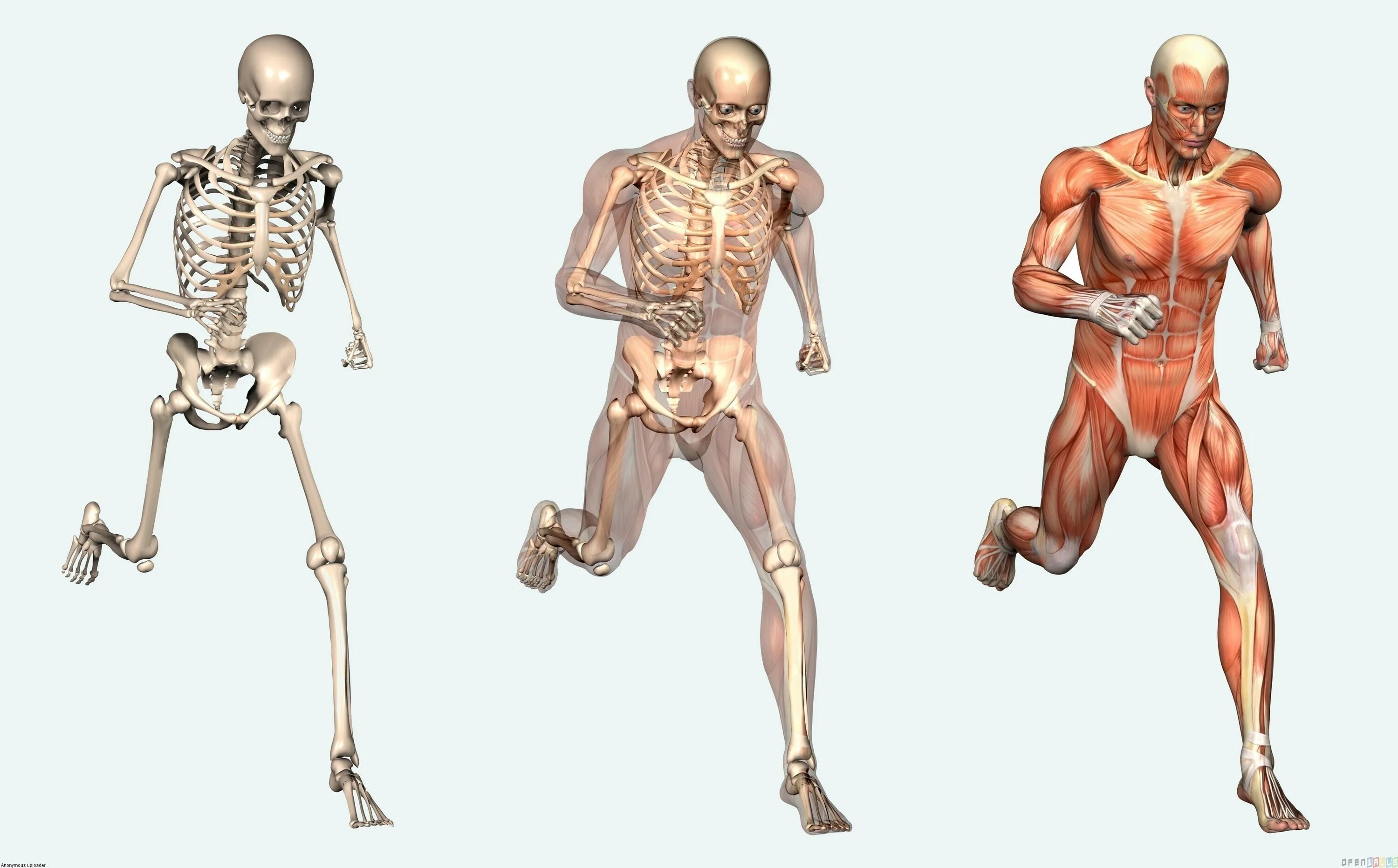 Организм полностью восстанавливается. Скелет человека опорно двигательная система. Анатомия опорно двигательная система скелет. Анатомия: опорно-двигательная система (мышцы). Опорно двигательная система мышцы человека анатомия.