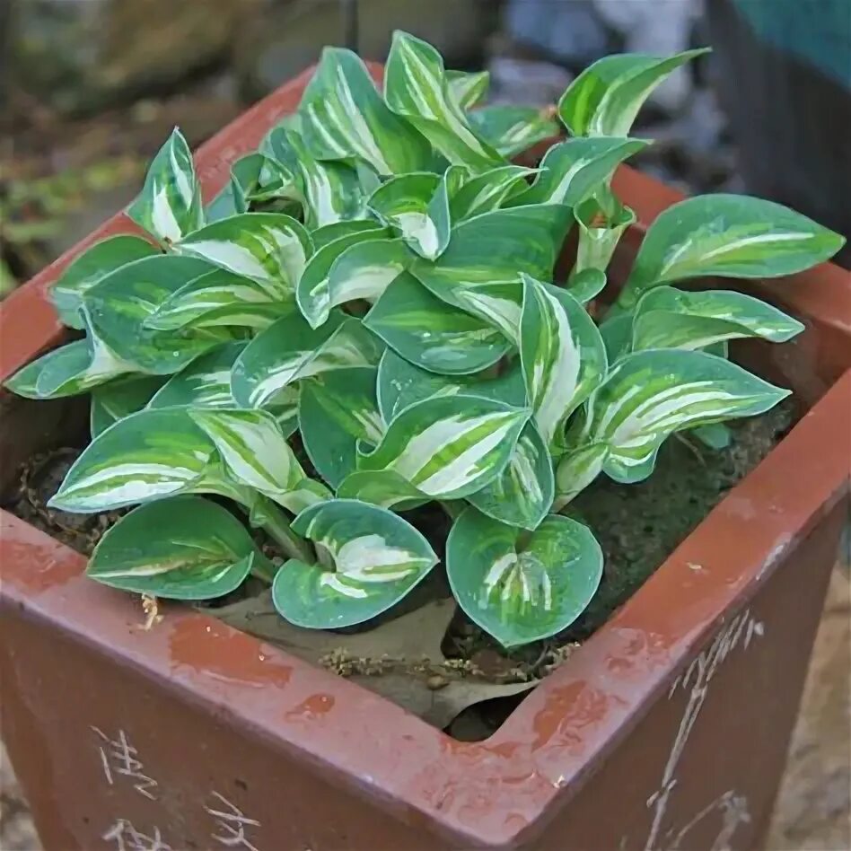 Хоста пандорас бокс. Хоста пандора. Хоста пандора. Хоста mediovariegata (медиовариегата). Хоста велвинд.