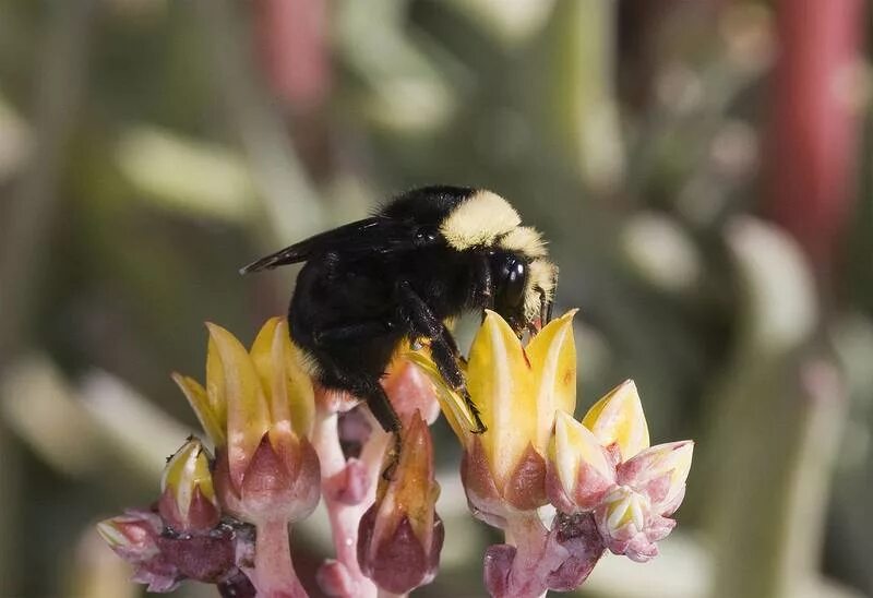 Где живут шмели. Bombus Шмель помидор. Гнездо шмеля. Норка шмеля. Шмели зимуют.