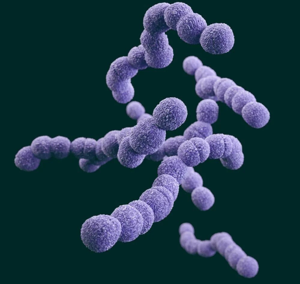 Стрептококк мытный это. Стрептококк thermophilus. бактерии стрептококк мутанс.