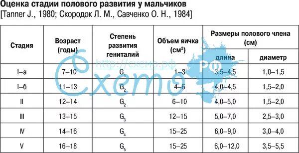 Сколько см должно быть у мужчины