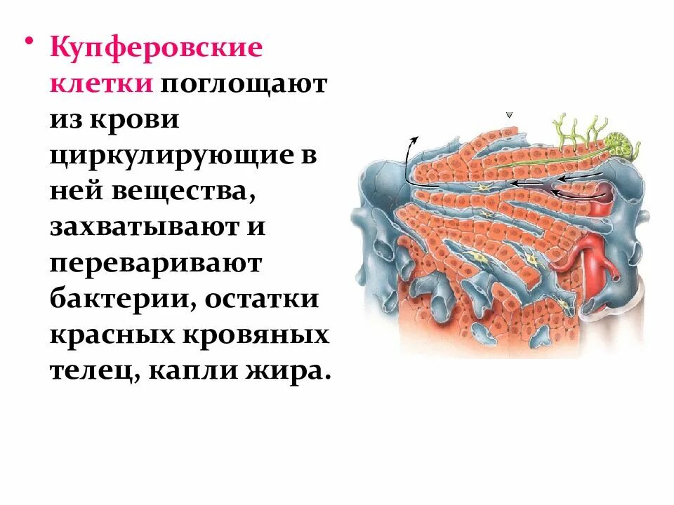 Функции клеток печени. Клетки купфера функции. купферовские клетки печени. клетки купфера в печени. функции печеночных клеток.