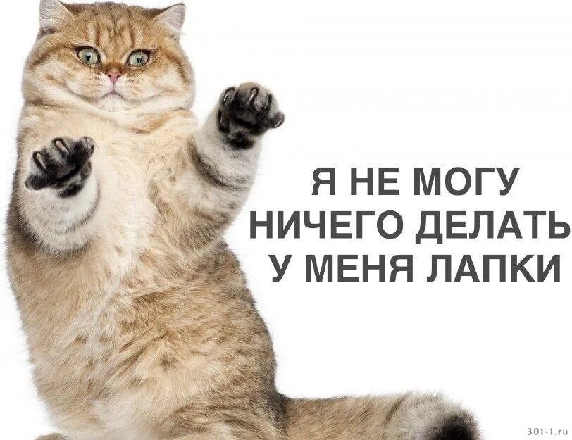 Не могу у меня лапки. Я не могу у меня лапки. У меня лапки Мем. Я котик у меня лапки.