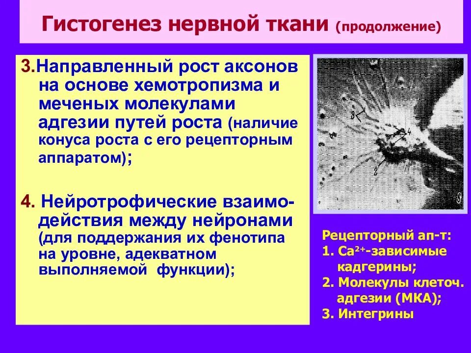 Гистогенез нервной ткани. Гистогенез ганглиев. направленный рост аксонов. процессы гистогенеза нервной ткани..